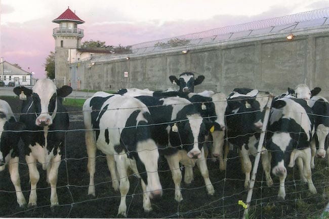 A herd of cows used for dairy on a prison farm.
