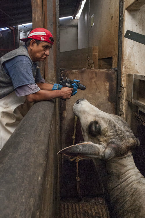 Slaughterhouses Prey on Vulnerable Humans, Animals - Free From Harm