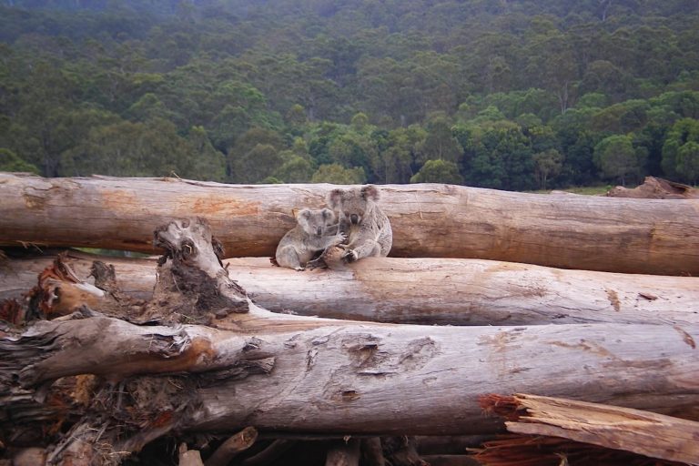 https://freefromharm.org/wp-content/uploads/2020/01/koala-mother-and-joey-on-bulldozed-forest-768x512.jpg