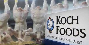 10 Facts About Koch Foods and Joseph Grendys
